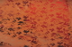 Cartaluce.nl - Oranje Bronse bedrukte metallic folie met leuk motief